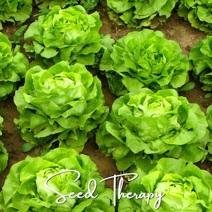 May include: A field of vibrant green butterhead lettuce plants growing in dark soil. The heads of lettuce are tightly packed with ruffled, rounded leaves. The text Seed Therapy is written in a white cursive font across the bottom of the image.