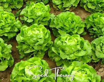 Buttercrunch Lettuce Seeds - Heirloom Butterhead, Open Pollinated, Non-GMO (500 Seeds)