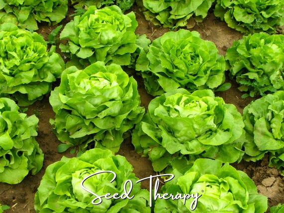 Buttercrunch Lettuce Seeds - Heirloom Butterhead, Open Pollinated, Non-GMO (500 Seeds)