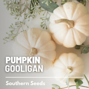 Peut inclure: Trois petites citrouilles ivoire avec des surfaces textur&eacute;es et des tiges brunes sont dispos&eacute;es avec du feuillage vert. Le texte "PUMPKIN GOOLIGAN" et "Southern Seeds" est affich&eacute; en lettres blanches.