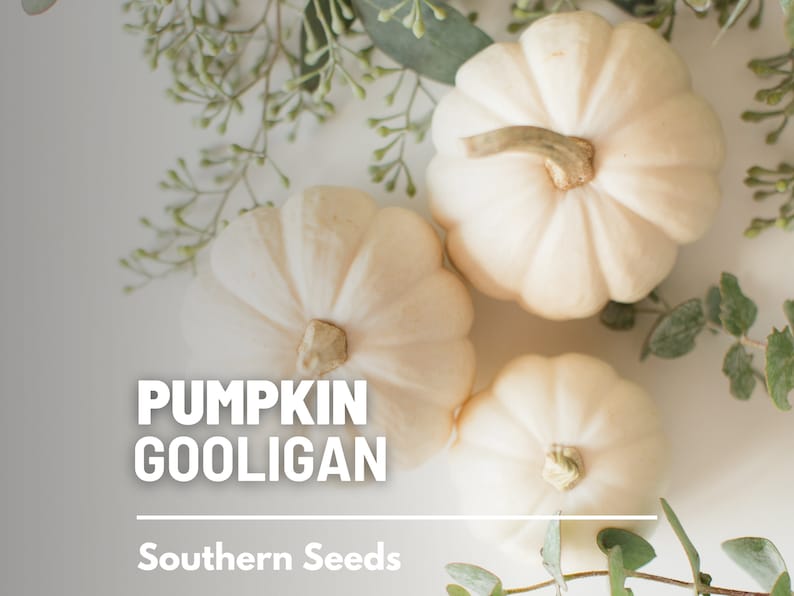 Peut inclure: Trois petites citrouilles ivoire avec des surfaces textur&eacute;es et des tiges brunes sont dispos&eacute;es avec du feuillage vert. Le texte "PUMPKIN GOOLIGAN" et "Southern Seeds" est affich&eacute; en lettres blanches.