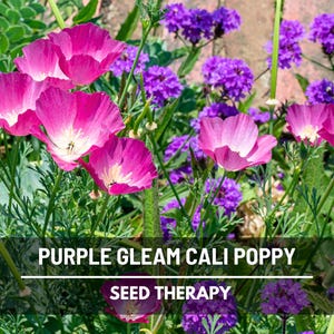 May include: Close-up of vibrant pink California poppy flowers with white centers, surrounded by lush green foliage and purple verbena. The image includes the text "PURPLE GLEAM CALI POPPY" and "SEED THERAPY".