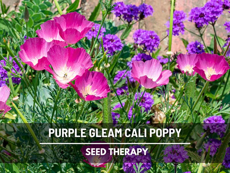 May include: Close-up of vibrant pink California poppy flowers with white centers, surrounded by lush green foliage and purple verbena. The image includes the text "PURPLE GLEAM CALI POPPY" and "SEED THERAPY".