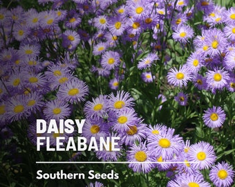 Daisy, Fleabane (Dainty) - 100 Seeds - Heirloom Flower - Delicate and Charming Blooms (Erigeron speciosus)