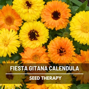 Fiesta Gitana Calendula Seeds – Heirloom Medicinal & Culinary Herb, Edible Orange and Yellow Blooms for Teas and Healing Gardens | 100 Seeds