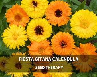 Fiesta Gitana Calendula Seeds – Heirloom Medicinal & Culinary Herb, Edible Orange and Yellow Blooms for Teas and Healing Gardens | 100 Seeds