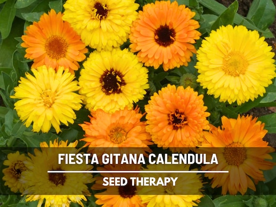 Fiesta Gitana Calendula Seeds – Heirloom Medicinal & Culinary Herb, Edible Orange and Yellow Blooms for Teas and Healing Gardens | 100 Seeds