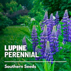 Lupine, Perennial - 50 Seeds - Heirloom Flower - US Native Wildflower (Lupinus perennis)