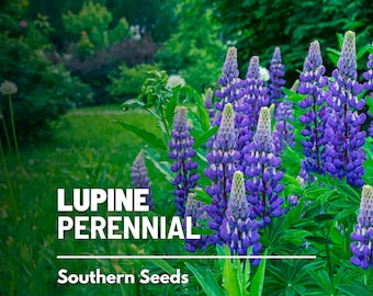 Lupine, Perennial - 50 Seeds - Heirloom Flower - US Native Wildflower (Lupinus perennis)