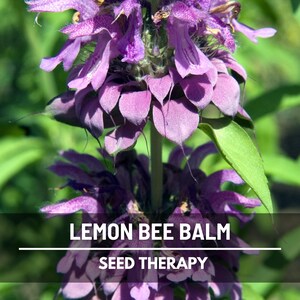 Close-up detail of Lemon Bee Balm (Monarda citriodora) bloom with spiky petals – Seed Therapy