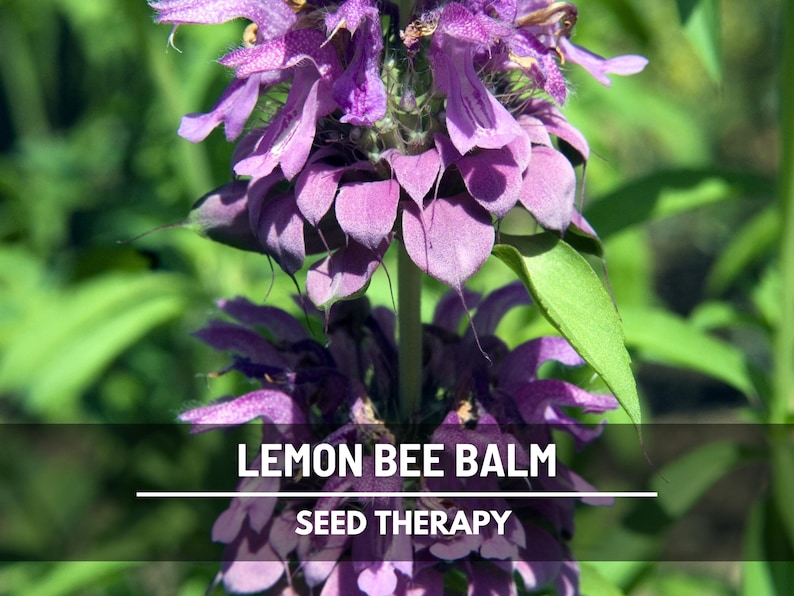 Close-up detail of Lemon Bee Balm (Monarda citriodora) bloom with spiky petals – Seed Therapy