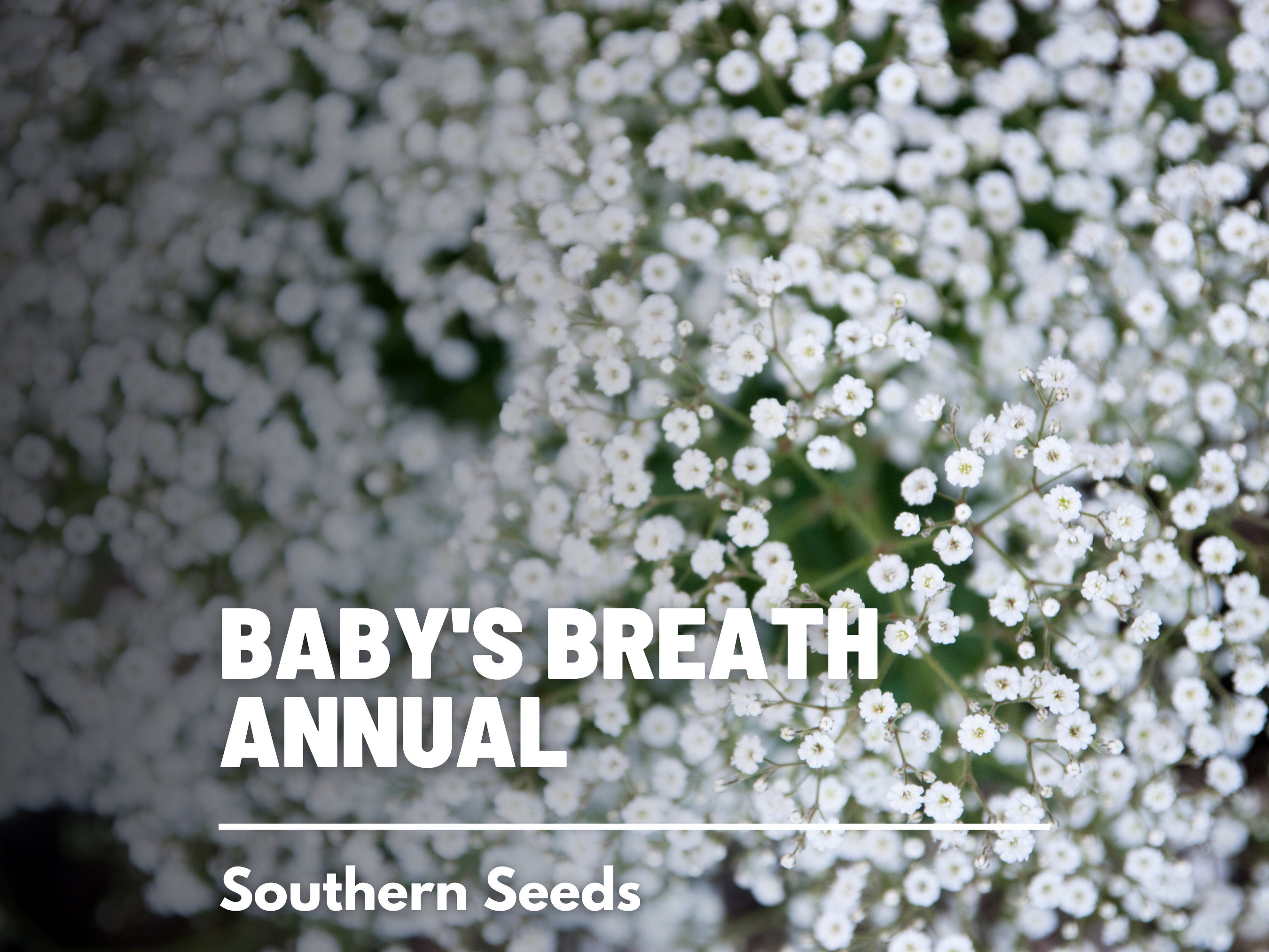 Baby's Breath, Annual, Covenant Garden (Gypsophila elegans) - 500