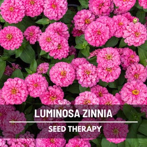 Luminosa Zinnia Seeds – Heirloom Flower, Bright Pink Blooms, Attracts Pollinators, Easy to Grow | 100 Seeds