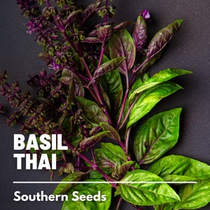 Basil, Thai - 250 Seeds - Heirloom Culinary & Medicinal Herb - Non-GMO (Ocimum basilicum)