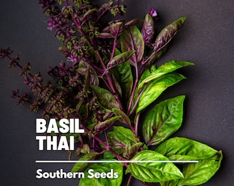 Basil, Thai - 250 Seeds - Heirloom Culinary & Medicinal Herb - Non-GMO (Ocimum basilicum)