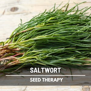 Saltwort Seeds – Heirloom Edible Green, Asian Culinary Herb, Medicinal, Hardy Vegetable, Easy to Grow | 50 Seeds