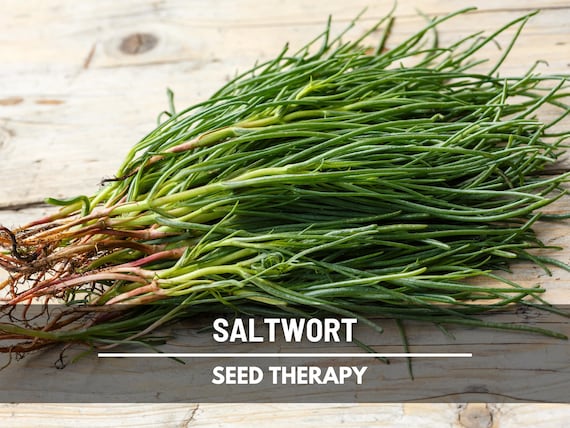 Saltwort Seeds – Heirloom Edible Green, Asian Culinary Herb, Medicinal, Hardy Vegetable, Easy to Grow | 50 Seeds