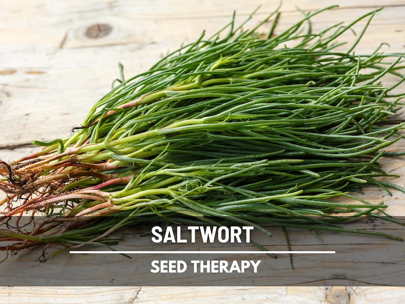 Semillas de Salicornia: Hierba culinaria asiática comestible, medicinal, resistente y fácil de cultivar / 50 semillas imagen 1