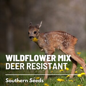 Wildflower Mix, Deer Resistant seeds - Carefully selected flowers that deter deer - Adds color and beauty to gardens