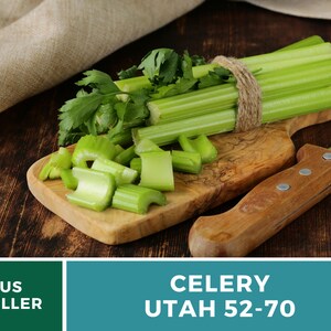 Utah 52-70 Celery Seeds – Heirloom, Non-GMO (300 Seeds) afbeelding 5
