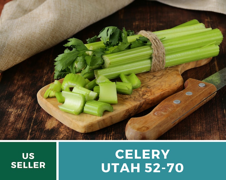 Utah 52-70 Celery Seeds – Heirloom, Non-GMO (300 Seeds) afbeelding 5