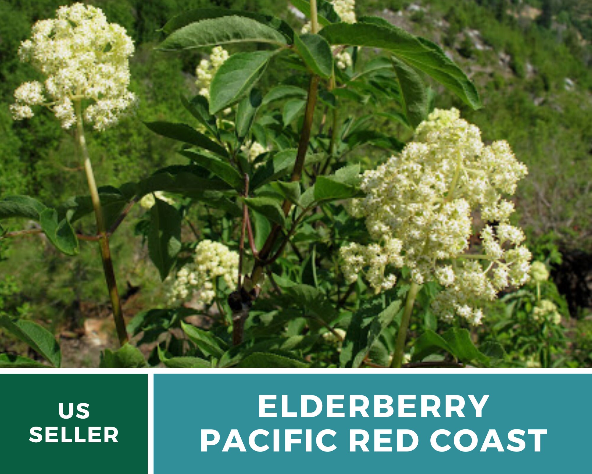 Home & Living Culinary & Medicinal Sambucus callicarpa Pacific Red