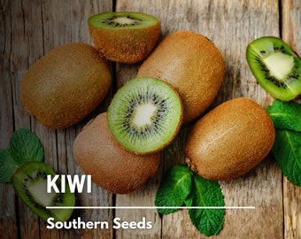 Kiwi Fruit, Chinese Gooseberry - 100 Seeds - Heirloom Fruit - Exotic and Sweet (Actinidia chinensis)