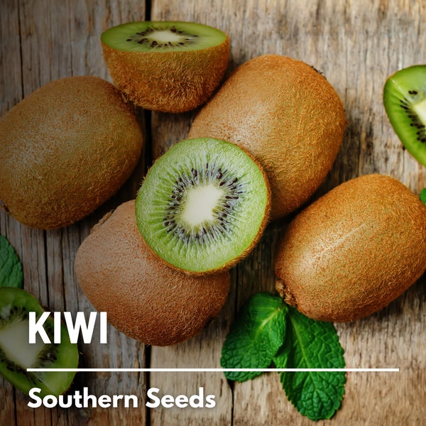 Kiwi Fruit, Chinese Gooseberry - 100 Seeds - Heirloom Fruit - Exotic and Sweet (Actinidia chinensis)