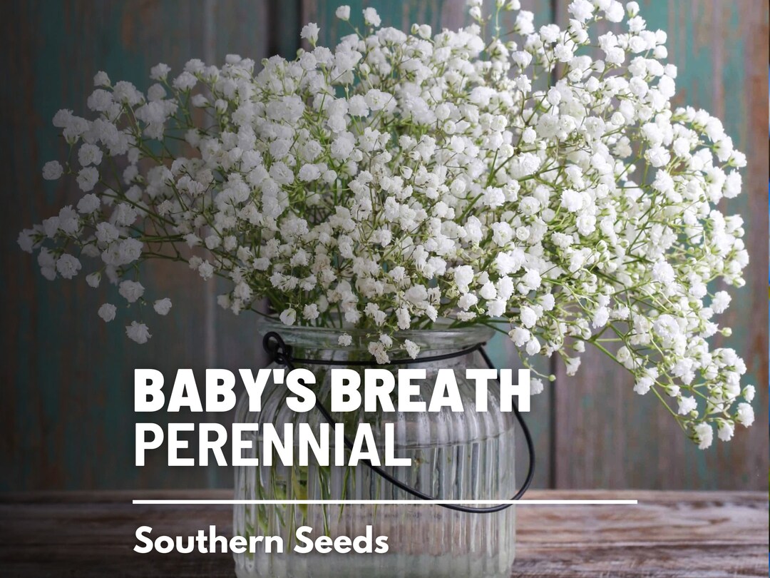 Baby's Breath, Perennial 200 Seeds Heirloom Flower Perfect for Floral