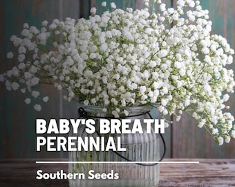 Baby's Breath 100+ Seeds Organic Newly Harvested, Beautiful Snow Like Blooms
