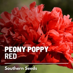 Peony Poppy, Red - 100 Seeds - Heirloom Flower - Vibrant Red Blooms - Ruffled and Double Petals (Papaver paeoniflorum)