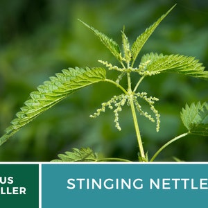 Stinging Nettle 100 Seeds Heirloom Herb, Medicinal & Culinary Plant, Herbal Teas, Non-GMO, Garden Gift Urtica dioica image 6
