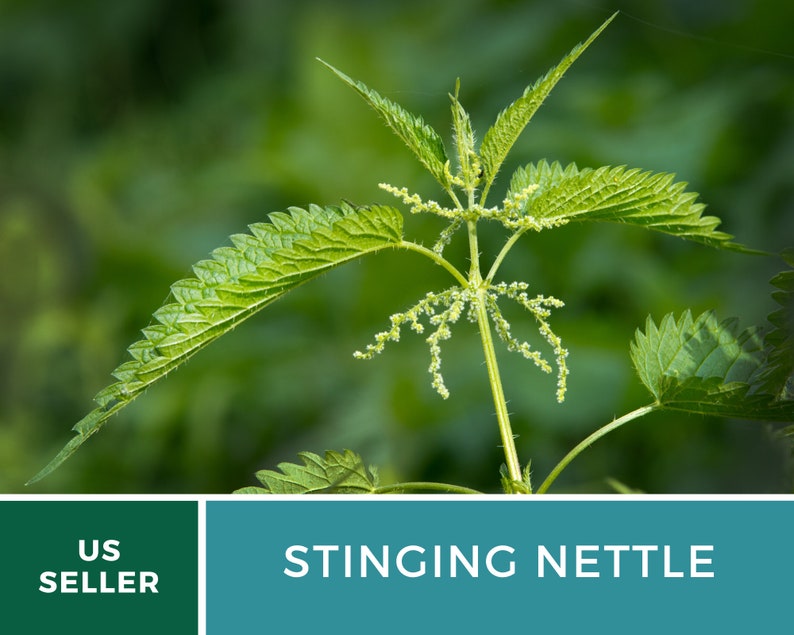 Stinging Nettle 100 Seeds Heirloom Herb, Medicinal & Culinary Plant, Herbal Teas, Non-GMO, Garden Gift Urtica dioica image 6