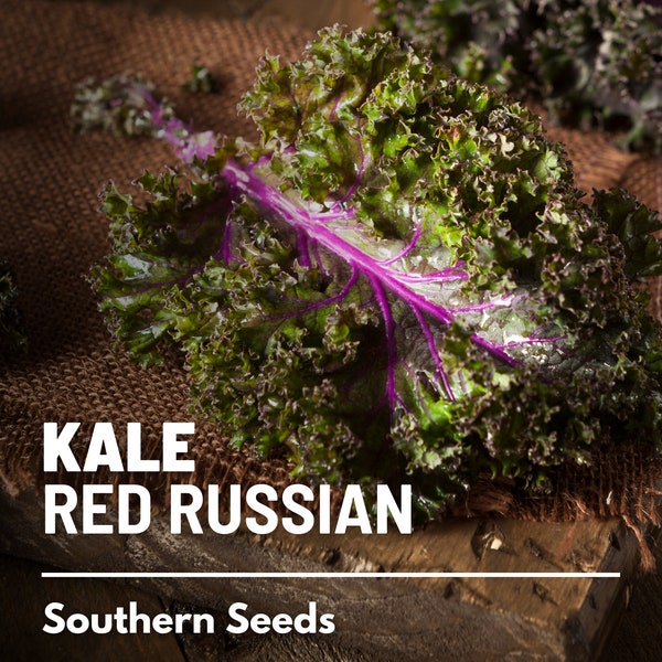 Kale, Red Russian - 250 Seeds - Heirloom Vegetable - Open Pollinated - Non-GMO (Brassica oleracea)