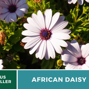 Daisy, African White Cape Marigold 25 Seeds Heirloom Flower White Blooms Dimorphotheca pluvialis image 8