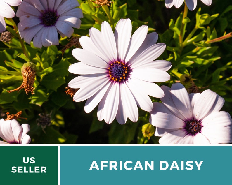 Daisy, African White Cape Marigold 25 Seeds Heirloom Flower White Blooms Dimorphotheca pluvialis image 8