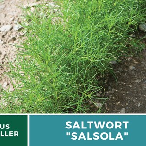 Puede incluir: Primer plano de una hilera de plantas verdes de Salsola "Salsola" que crecen en un campo. Las plantas son altas y delgadas con peque&ntilde;as hojas verdes. El suelo es marr&oacute;n y seco.