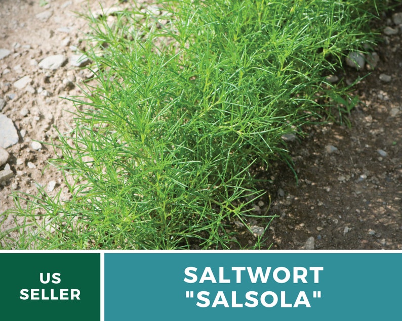 Puede incluir: Primer plano de una hilera de plantas verdes de Salsola "Salsola" que crecen en un campo. Las plantas son altas y delgadas con peque&ntilde;as hojas verdes. El suelo es marr&oacute;n y seco.
