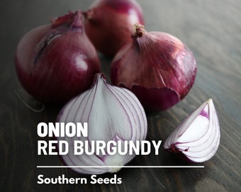 Onion, Red Burgundy - 100 Seeds - Heirloom Vegetable - Heirloom - Non-GMO (Allium cepa)