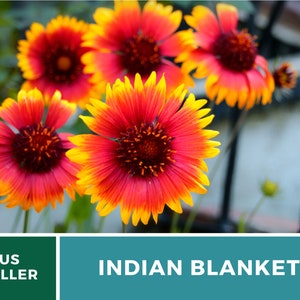 Puede incluir: Primer plano de un grupo de flores de manta india. Las flores son una mezcla de rojo y amarillo, con un centro rojo m&aacute;s oscuro. Las flores est&aacute;n enfocadas, mientras que el fondo est&aacute; desenfocado.