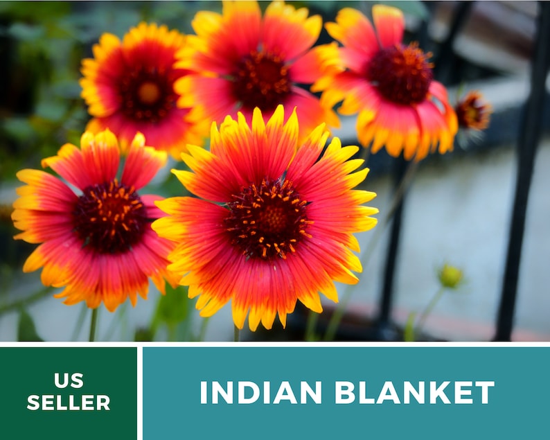 Puede incluir: Primer plano de un grupo de flores de manta india. Las flores son una mezcla de rojo y amarillo, con un centro rojo m&aacute;s oscuro. Las flores est&aacute;n enfocadas, mientras que el fondo est&aacute; desenfocado.