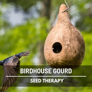 Birdhouse Bottle Gourd Seeds – Heirloom, Unique Vegetable, Open Pollinated & Non-GMO, Perfect for Birdhouses | 15 Seeds