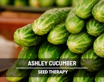 Ashley Cucumber Seeds – Heirloom, Open Pollinated, Non-GMO (30 Seeds)