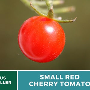 Tomato, Small Red Cherry 100 Seeds Heirloom Vegetable, Indeterminate Plant, Sweet Cherry Tomatoes Lycopersicon esculentum image 9