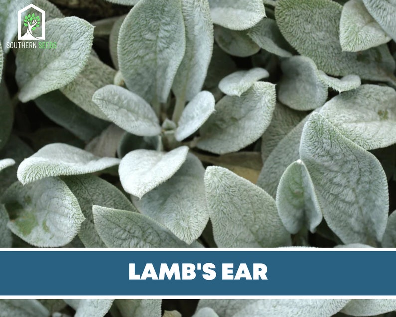 Lamb's Ear 50 Seeds Medicinal Herb GMO Free stachys Etsy