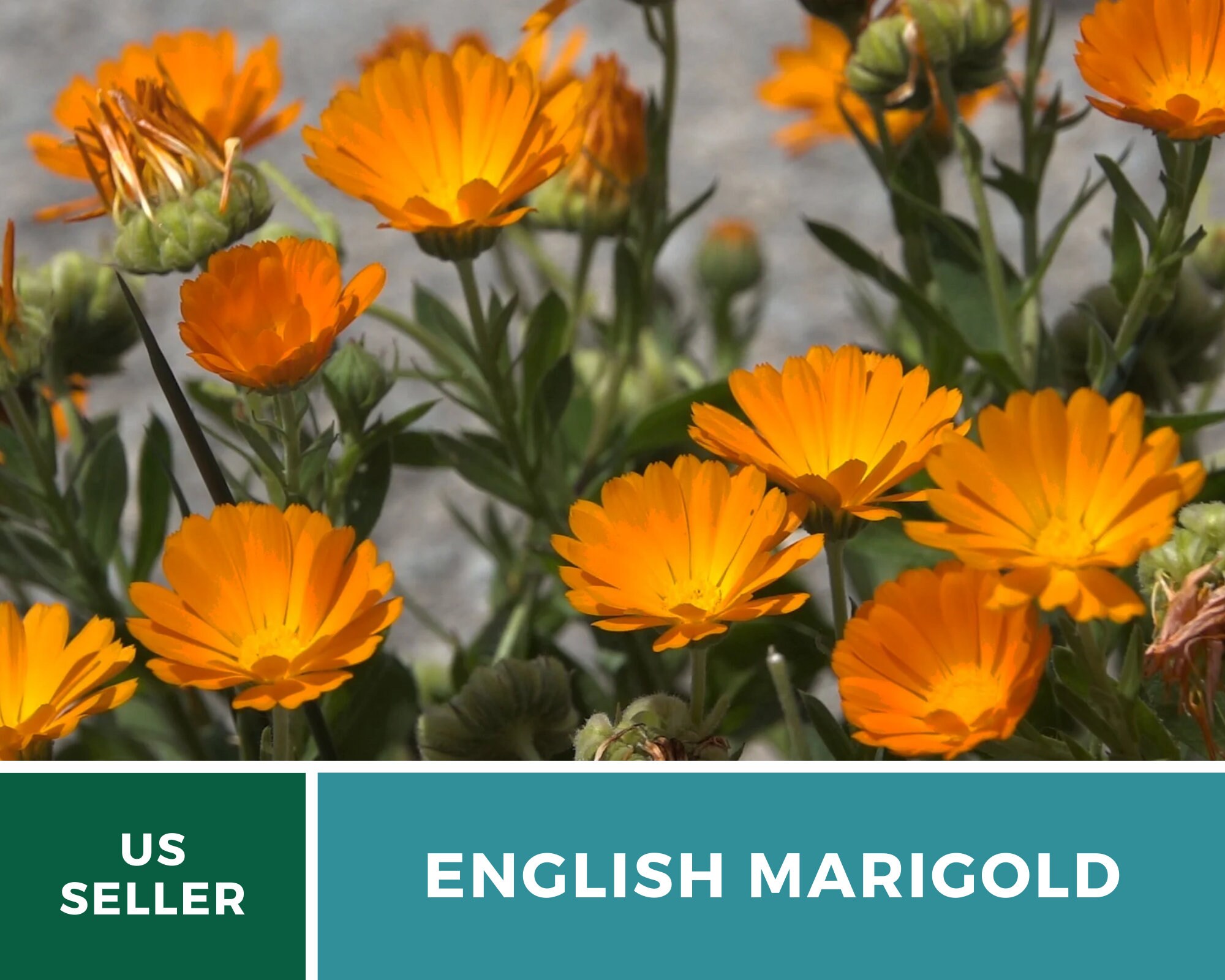 Marigold, English (Calendula officinalis) - 100 Seeds