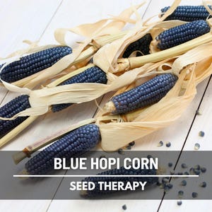 Hopi Blue Corn Seeds – Heirloom, Open Pollinated & Non-GMO, Ancient Blue Corn, Traditional Southwest Vegetable, Color for Flour | 30 Seeds