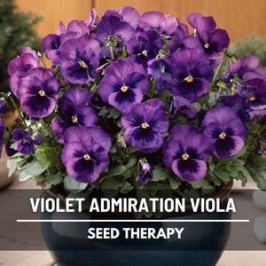 Violet Admiration Viola Seeds – Heirloom Horned Viola, Deep Purple Flowers, Viola cornuta, Edible Blooms | 50 Seeds
