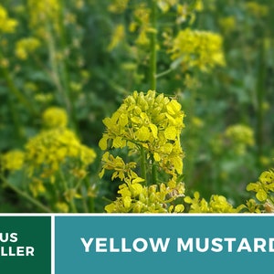 May include: Close-up of yellow mustard flowers in bloom. The flowers are bright yellow and have a delicate, feathery appearance. The background is a blur of green foliage.
