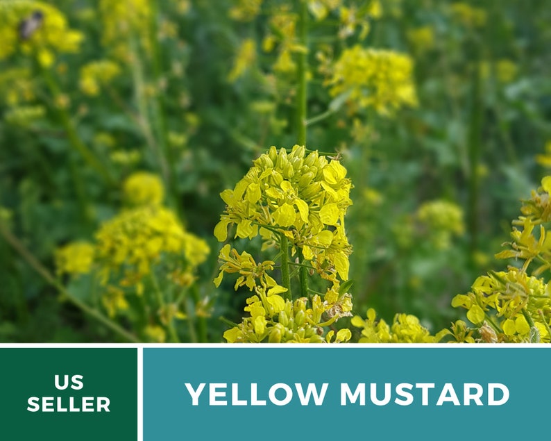 May include: Close-up of yellow mustard flowers in bloom. The flowers are bright yellow and have a delicate, feathery appearance. The background is a blur of green foliage.